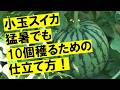 1苗から10個穫るための土作りと摘芯タイミングについて