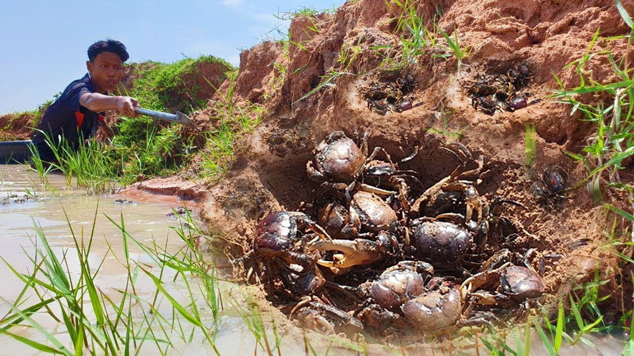 Wow It's amazing today a fisherman searching food & dig hole catch craps a lot