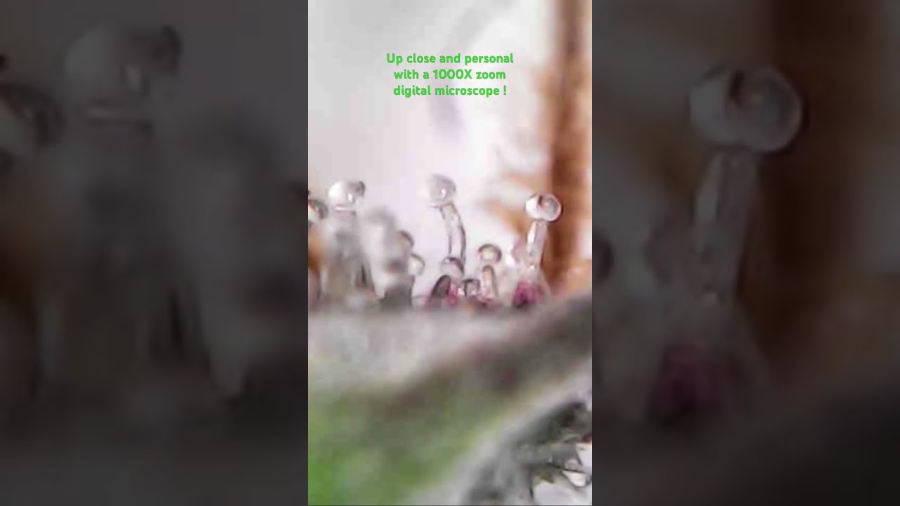 1000X Digital microscope, the only true way to tell if your at harvest time. 