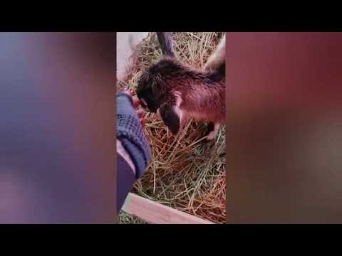 Video Nascite al Sentiero di Ares