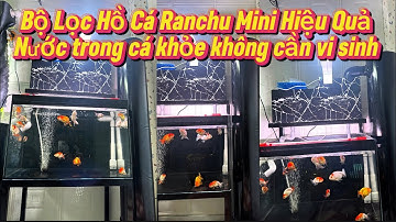 Bộ Lọc Hồ Cá Ranchu Mini Hiệu Quả - Giúp Nước Siêu Trong Cá Khỏe Và Dạng Người - Không Dùng Vi Sinh.