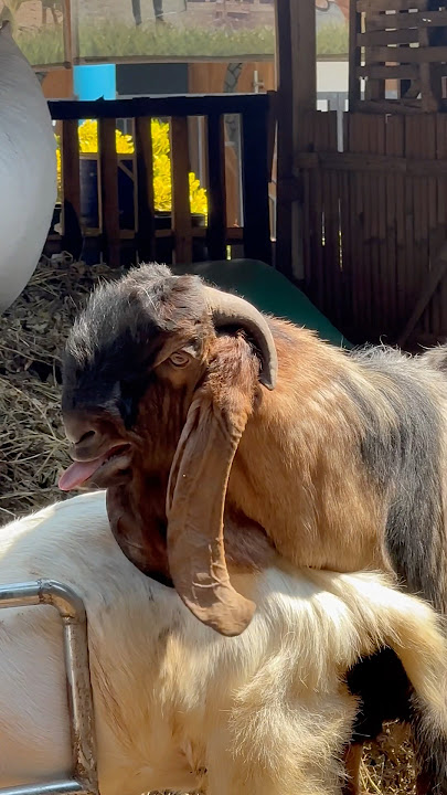 Hewan ternak, suara kambing, kambing besar, domba, sapi, kucing, #sobatngarit #pakanhematngarit