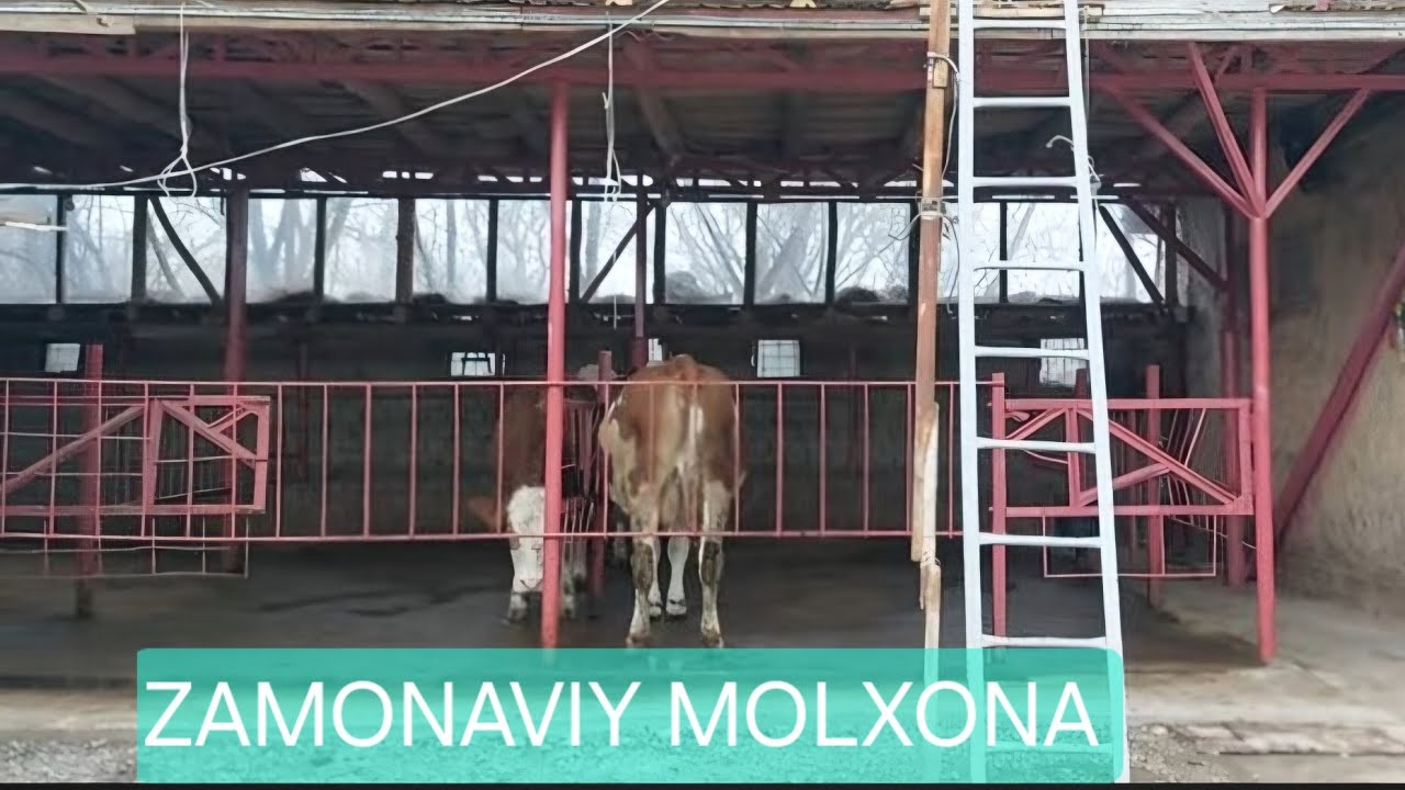 Shu ko'rinishda Molxona solish uchun qancha sarmoya ketadi.