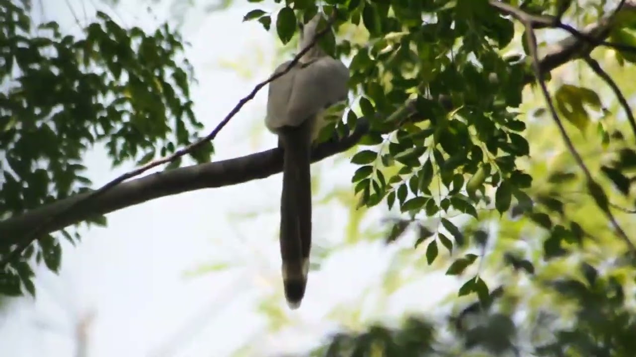 Indian gray hornbill (Ocyceros birostris)