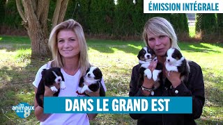 Les Animaux De La 8 Dans Le Grand Est - Émission Intégrale