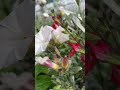 Convolvulus Arvensis #explorelearngrow #flowersinbloom # shorts #nature #shorts #