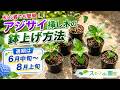 【花木】アジサイ挿し木の鉢上げ方法【スキマde園芸】