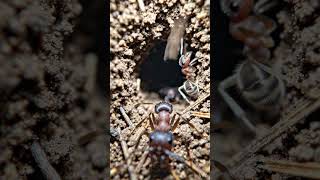 Real Ant POV Inside a Massive Underground Civilization#facts #ai #viral #animals #ants #shorts