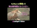 もうちょっと頑張ってね　＃オリトファミリー #旭山動物園 #ライオン #lion #asahiyamazoo #bigcat #shorts #cute #orito&io #lioncub