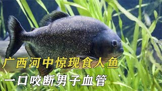 廣西河中驚現食人魚，一口咬斷男子血管，目露兇光緊咬不放 by 阿呆杂烩说 18 views 4 months ago 4 minutes, 3 seconds