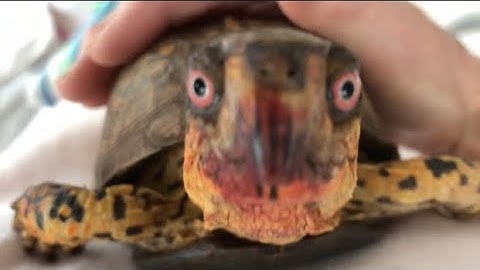 Sparky a Box Turtle -Vlog # 8