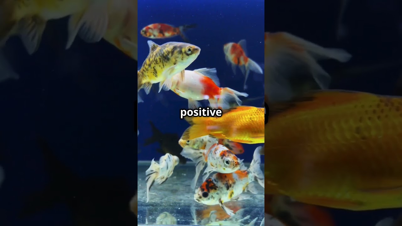Why 9 Goldfish and 1 Black Fish Attract MONEY in Feng Shui?