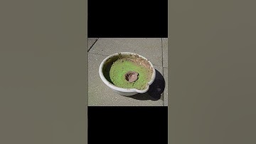 Penetration funnel made by an ice projectile on a viscous surface