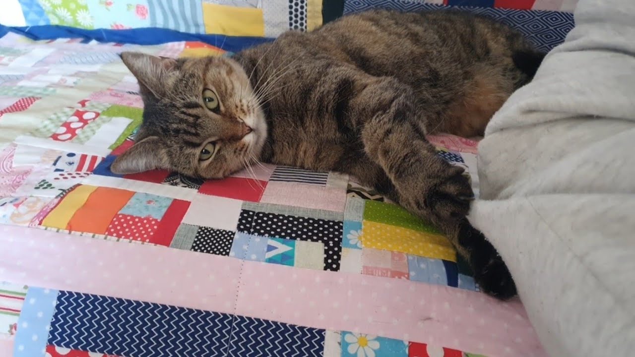 Пухнасті продовжують розбирати  диван 🛋️🐈🐈‍⬛