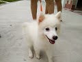 Dogs Training In Singapore 3 months CoCo Japanese Spitz の動画、YouTube動画。