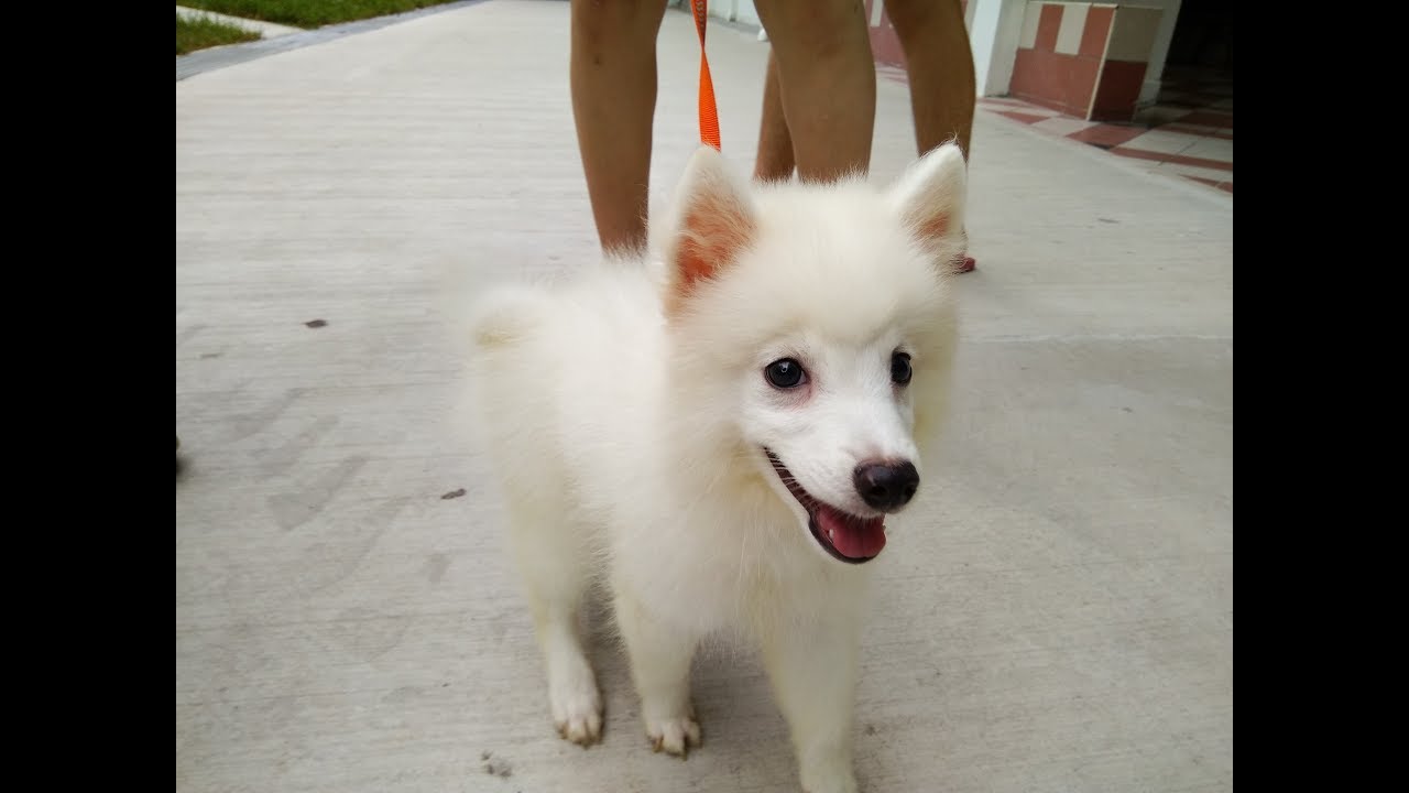 Dogs Training In Singapore 3 Months Coco Japanese Spitz Youtube