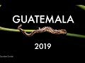 Guatemala Herping