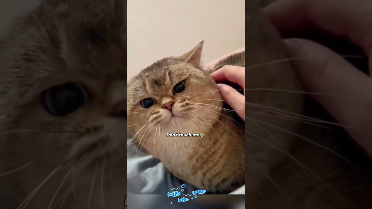 Puppy Smelling Fresh After Bath 💛