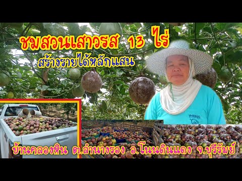 ปลูกเสาวรส 13 ไร่ สร้างรายได้หลักแสน