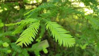 Sequoia sempervirens sekvoje vždyzelená