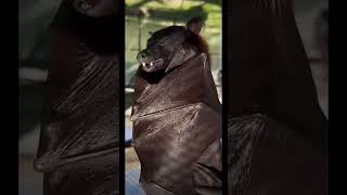 Bat wings looks like leather 😱
