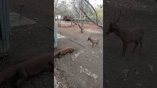 Fugir faz parte do plano #bichos #animais #curioso