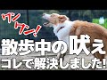 【実践動画】散歩で吠える犬必見!我が家はこの方法で悩みから解放されました【犬しつけ】