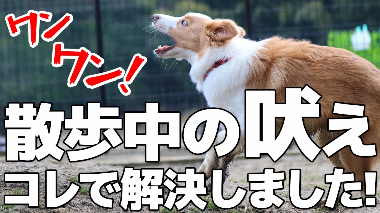 【実践動画】散歩で吠える犬必見！我が家はこの方法で悩みから解放されました【犬しつけ】