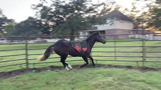 Texas Sky Streaker with the bareback saddle pad