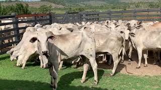 Novilhas PO, nuliparas , do Nelore CPMF. Todas prenhes e avaliadas Geneticamente.