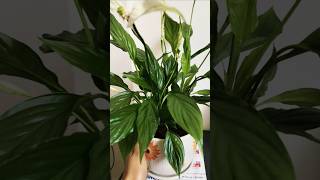 Ek Plant, Pure Space ka Vibe Change 🌿 A Natural Air Refresher”. #indoorplants #decor #peacelilly