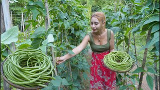 Fresh yard long bean in my garden and cook food recipe - Polin lifestyle