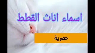 اسماء القطط اناث 2023