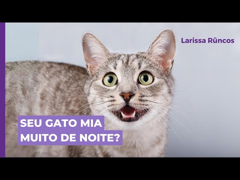 Vídeo: Por que o gato chora à noite?