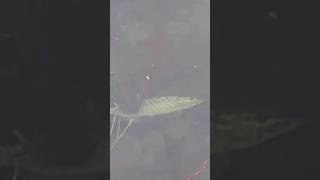 Cannibal pike eats another pike!! #pike #fisheating #cannibalization #fishing #naturalselection