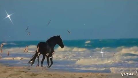 سورة العاديات كاملة 🍂 بصوت القارئ عبد الرحمن مسعد 🍂تلاوة هادئة🤍Abdul Rahman Masoud [Surah Al-Adiyat]