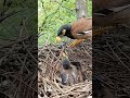 Myna bird feeding her babies (P 36) #shorts #myna #ytshorts #shortvideo #viralvideo #short