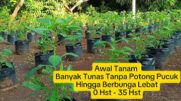 Cara Menanam Cabe Rawit Menggunakan Polybag Dari Awal Tanam Hingga Tanamannya Berbunga
