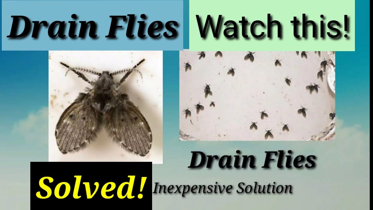 How to Get Rid of Drain Flies - Five Ways to Kill Drain Flies