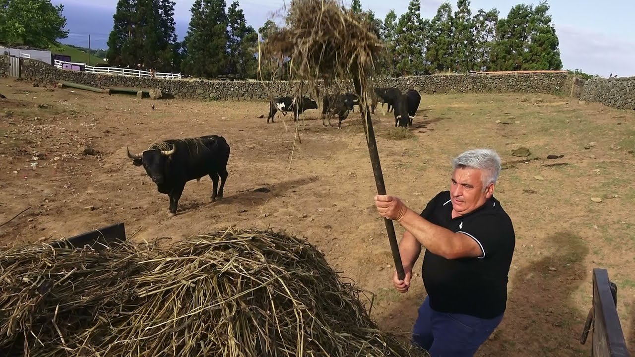 Os Touros de António Lúcio Pereira Ferreira - Ilha Terceira - Açores - Portugal