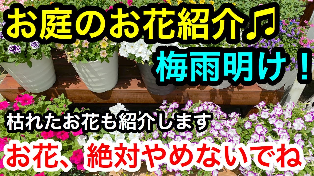 梅雨明けしたね お花やめないでね お花紹介します Youtube