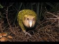 Kakapo