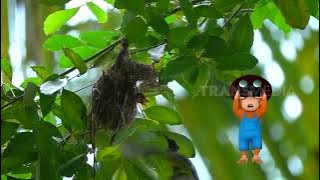 Ikut Otan Memantau Burung Yuk  SI OTAN (13/01/22)