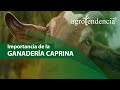 Cra de caprinos l pequeo rumiante multipropsito