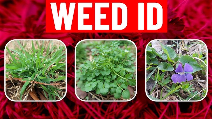 Weed Identification In Spring Identify Weeds In The Lawn Youtube