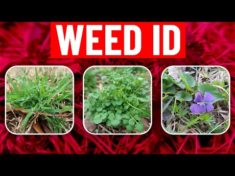 Video: Speedwell Weeds - Kiểm soát Cỏ dại Speedwell trong Bãi cỏ và Vườn