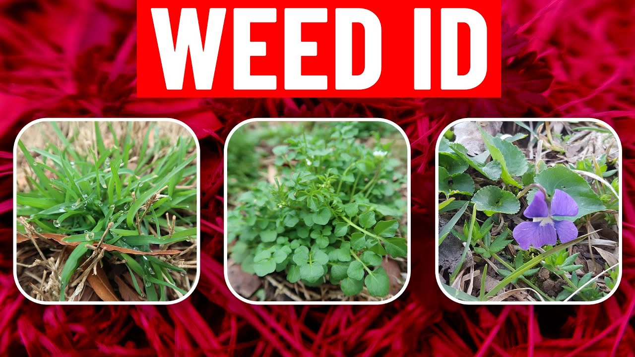 Common Lawn Weed Identification Chart