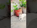 cute cat baby cat sound#love #song #love #love #love #love #love #love  shankar
