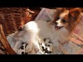 Papillon dog giving birth to 12 puppies! の動画、YouTube動画。