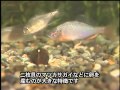 おもしろ生き物 ミヤコタナゴ（滑川町）